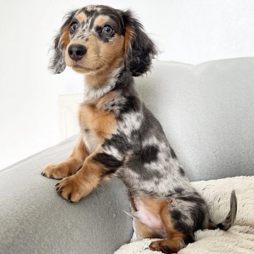 Baxter Baxter